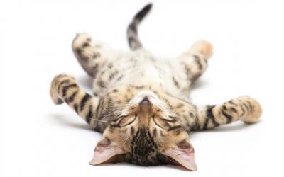 Musik und Geschichten