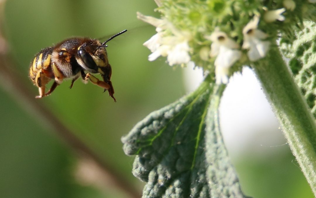Bewohner des Kesselsgartens